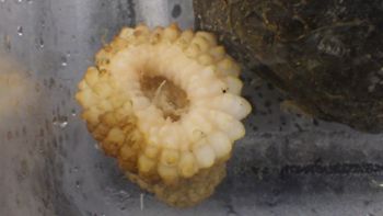 Media type: image;   Invertebrate Zoology 153104 Description: live specimen;